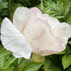 Sprite IMG_0845